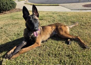 Rescue Belgian Shepherd Malinois Dogs for Adoption in Imlay City, Michigan - Turbo - Located In GA | PetCurious