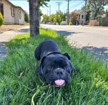 MARC ANTHONY -  English Bulldog and Mixed Breed Dog for Adoption in Alameda, California - MARC ANTHONY | PetCurious