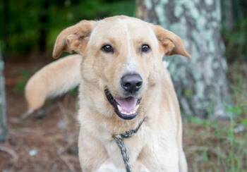 Zeus -  Retriever Dog for Adoption in Monroe, Georgia - Zeus | PetCurious