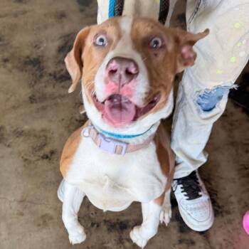 Wendy aka "Koda" -  Terrier Dog for Adoption in Clarksdale, Mississippi - Wendy Aka "Koda" | PetCurious