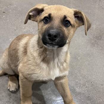 German Shepherd Dog and Cattle Dog Dogs Available for Adoption - Nos | PetCurious