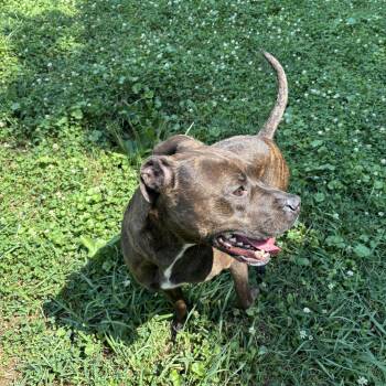 Trina -  Pit Bull Terrier Dog for Adoption in Circleville, Ohio - Trina | PetCurious