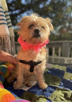 Remmy -  Yorkshire Terrier and Pug Dog for Adoption - Remmy | PetCurious