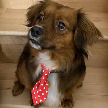 Pekingese and Dachshund Dogs Available for Adoption - Chester | PetCurious