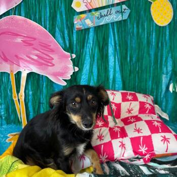 Bob -  Chihuahua Dog for Adoption in Fresno, California - Bob | PetCurious