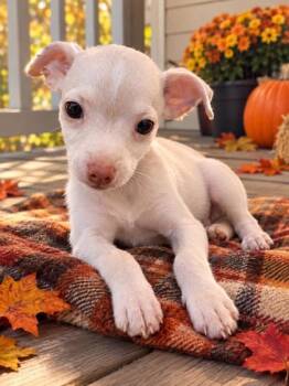 Dumplin -  Chihuahua and Mixed Breed Dog for Adoption in New Orleans, Louisiana - Dumplin | PetCurious