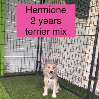 Hermione -  Terrier Dog for Adoption in Tampa, Florida - Hermione | PetCurious