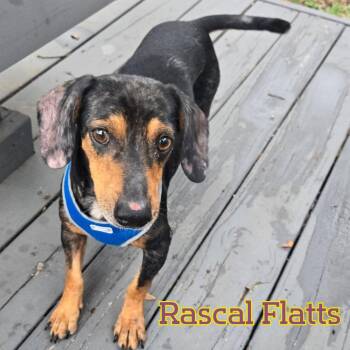 Rascal Flatts -  Dachshund Dog for Adoption in San Antonio, Texas - Rascal Flatts | PetCurious
