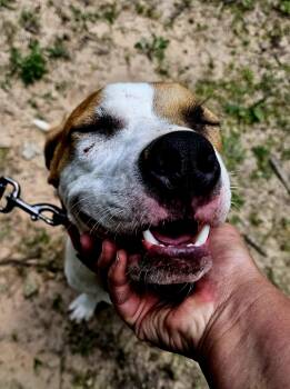 Rescue American Staffordshire Terrier Dogs for Adoption in Magnolia, Texas - Biscuit | PetCurious