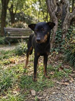 Mixed Breed Dogs Available for Adoption in Markham, Ontario - Luna | PetCurious