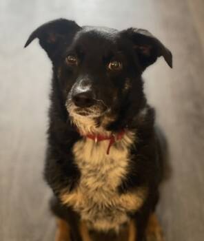 Rescue Border Collie and Mixed Breed Dogs for Adoption in Fort Worth, Texas - Wedge | PetCurious