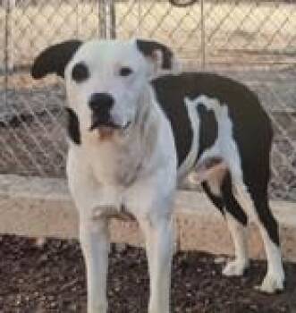 Border Collie Dogs Available for Adoption - Petey | PetCurious