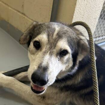 Husky Dogs Available for Adoption in Lufkin, Texas - Koa | PetCurious