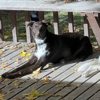 Storm -  Mixed Breed Dog Available for Adoption in Murray, Utah - Storm | PetCurious