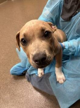 Scarlet -  Mixed Breed Dog for Adoption in Wichita, Kansas - Scarlet | PetCurious