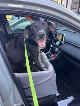 Collie and Labrador Retriever Dogs Available for Adoption in East Haddam, Connecticut - Bailey | PetCurious