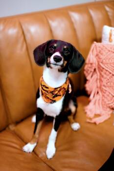 Rescue Beagle Dogs for Adoption in Frankfort, New York - Soul | PetCurious