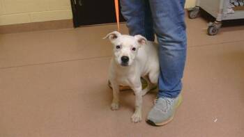 SNOW WHITE -  American Bulldog and Mixed Breed Dog for Adoption in Cookeville, Tennessee - SNOW WHITE | PetCurious