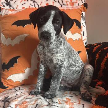 Eloise -  Australian Cattle Dog Blue Heeler and Mixed Breed Dog for Adoption in Corpus Christi, Texas - Eloise | PetCurious