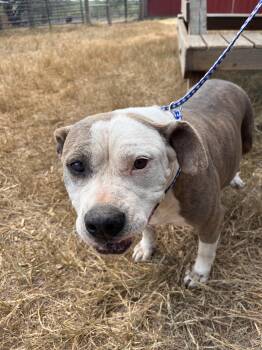 Rescue American Bulldog and Terrier Dogs for Adoption in Seguin, Texas - Emma | PetCurious