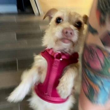 Lucinda -  Chihuahua Dog for Adoption in Dayton, Ohio - Lucinda | PetCurious