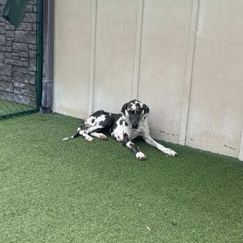 Galaxy 3492 -  Great Dane Dog for Adoption in Loxahatchee Groves, Florida - Galaxy 3492 | PetCurious