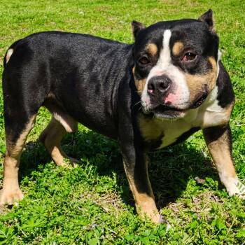 Mixed Breed Dogs Available for Adoption in Huntsville, Alabama - Apollo | PetCurious
