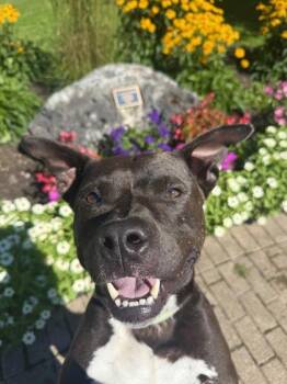 Maddox -  Pit Bull Terrier and Mixed Breed Dog for Adoption in Harbor Springs, Michigan - Maddox | PetCurious