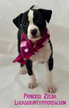 Rescue Labrador Retriever and Pit Bull Terrier Dogs for Adoption in Toledo, Ohio - Princess Zelda | PetCurious