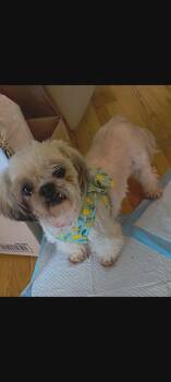 Becky -  Shih Tzu Dog for Adoption in Union Grove, Wisconsin - Becky | PetCurious