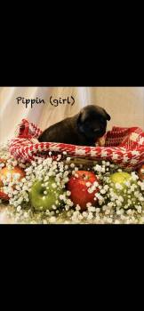 Anatolian Shepherd and Great Pyrenees Dogs Available for Adoption in Quinlan, Texas - Pippin HTX | PetCurious