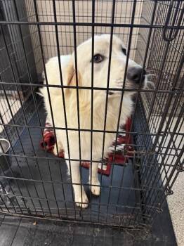 Clyde -  Great Pyrenees and Labrador Retriever Dog for Adoption in Georgetown, Ohio - Clyde | PetCurious
