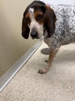 Gretchen -  Mixed Breed Dog for Adoption in Lafayette, Indiana - Gretchen | PetCurious