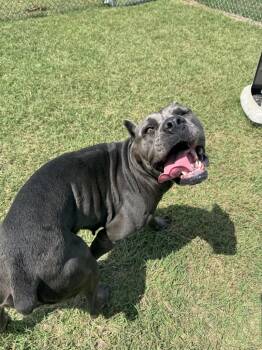 Poison Oak -  Cane Corso Dog for Adoption in Belton, Texas - Poison Oak | PetCurious