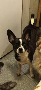 Rescue Chihuahua Dogs for Adoption in Hallsville, Missouri - Thelma | PetCurious