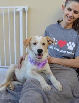 Blabber -  Mixed Breed Dog for Adoption in Mckinney, Texas - Blabber | PetCurious