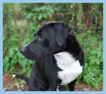 Karma 3 Year Old Lab Mix Heading to Kill Shelter Owner dying -  Black Labrador Retriever and English Pointer Dog for Adoption in Charlottesville, Virginia - Karma 3 Year Old Lab Mix Heading To Kill Shelter Owner Dying | PetCurious