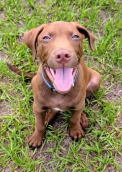 Beckus -  Labrador Retriever Dog for Adoption in Greater Northdale, Florida - Beckus | PetCurious
