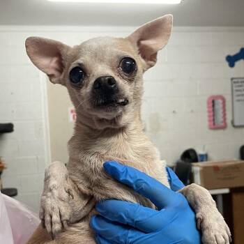 Queen Bee -  Chihuahua Dog Available for Adoption in Edinburg, Texas - Queen Bee | PetCurious
