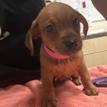 Mystique -  Chihuahua and Dachshund Dog for Adoption in Lakeland, Florida - Mystique | PetCurious
