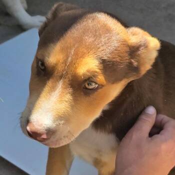 Beau -  Mixed Breed Dog for Adoption in Klamath Falls, Oregon - Beau | PetCurious