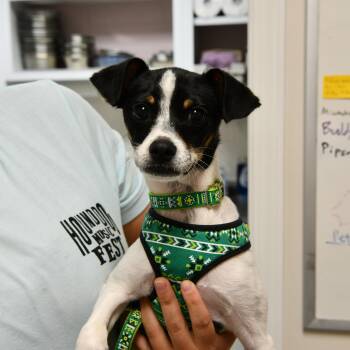 Rascal -  Rat Terrier and Chihuahua Dog Available for Adoption in Fairhope, Alabama - Rascal | PetCurious