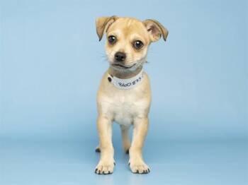 LOUIS -  Chihuahua Dog for Adoption in Phoenix, Arizona - LOUIS | PetCurious