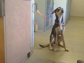Doberman Pinscher and Pit Bull Terrier Dogs Available for Adoption in Sacramento, California - LUCKY | PetCurious