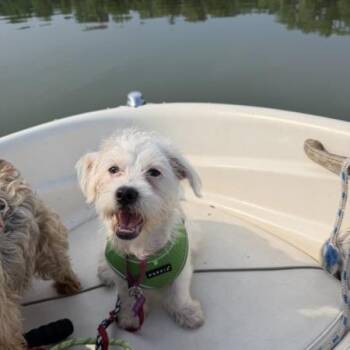 Chase -  Schnauzer and West Highland White Terrier Westie Dog for Adoption in Minneapolis, Minnesota - Chase | PetCurious