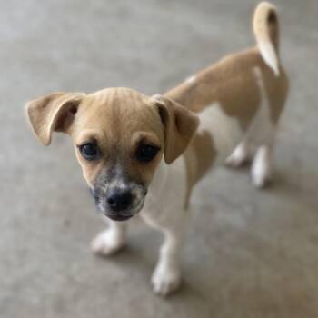 Lasagna -  Chihuahua and Pug Dog for Adoption in Escondido, California - Lasagna | PetCurious