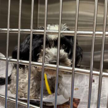 Ian 22420 -  Shih Tzu and Mixed Breed Dog for Adoption in Cumming, Georgia - Ian 22420 | PetCurious