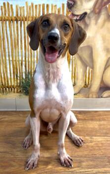 Finnley -  Mixed Breed Dog for Adoption in Ocala, Florida - Finnley | PetCurious