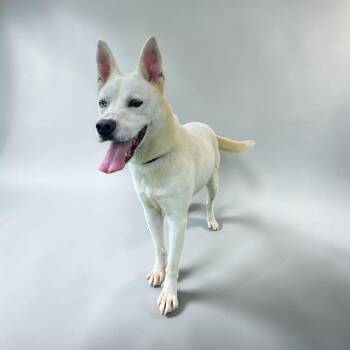 Avery -  Husky Dog for Adoption in Kenedy, Texas - Avery | PetCurious
