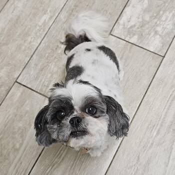 Rescue Shih Tzu Dogs for Adoption in Fenton, Michigan - GRACIE | PetCurious